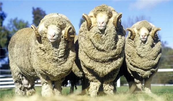 вес овцы