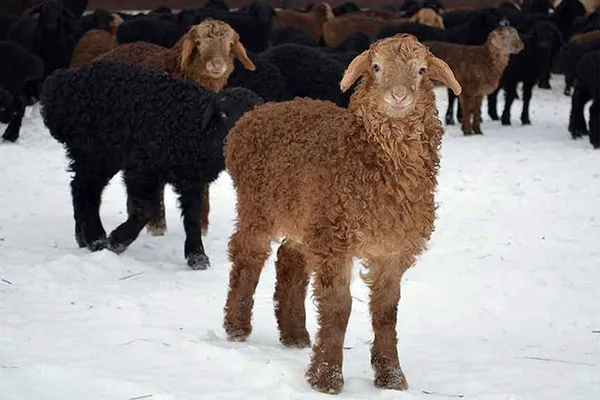 эдильбаевские овцы зимой
