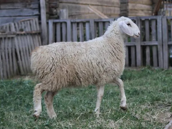 эдильбаевские овцы: отзывы, характеристика. эдильбаевская порода овец характеристика. 6
