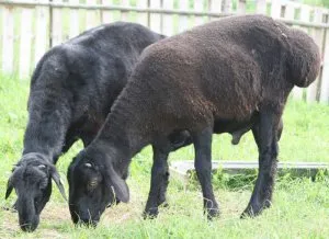 курдючные овц эдильбаевской породы