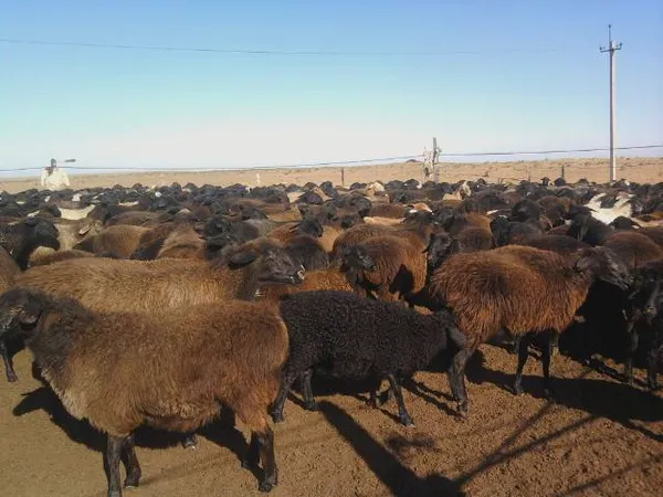 эдильбаевские овцы: отзывы, характеристика. эдильбаевская порода овец характеристика. 7
