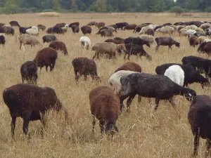 стадо эдильбаевской породы овец на пастбище 