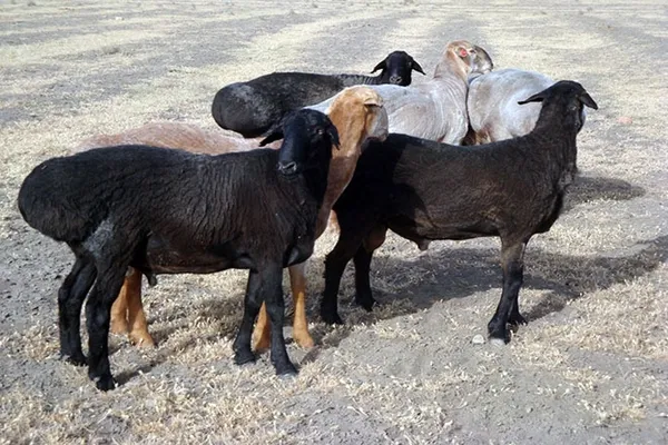 курдючные эдильбаевские овцы