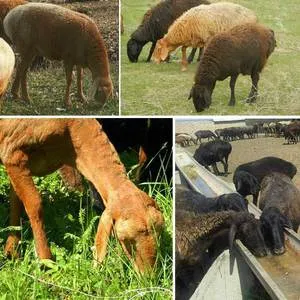 кормление гиссарской породы овец и баранов фото