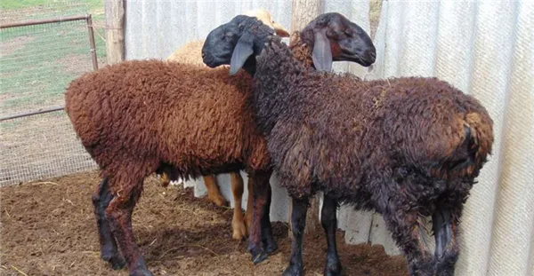 овцы гиссарской породы