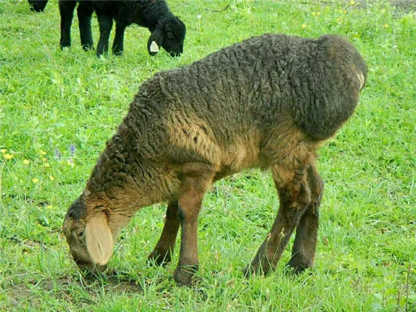 гиссарская овца кормится на лугу