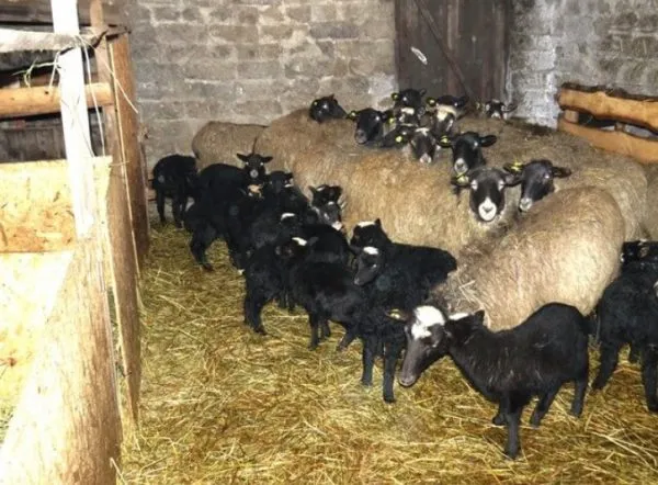 мясо романовских овец имеет ценные вкусовые качества и вдобавок, уникальный и присущий только этой породе приятный привкус и аромат