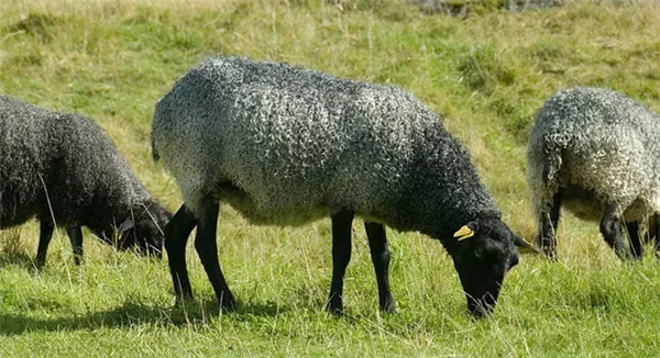 недостатки овец романовской породы