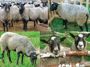 основные признаки характеризующие романовских овец