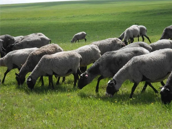 овцы романовской породы на пастбище