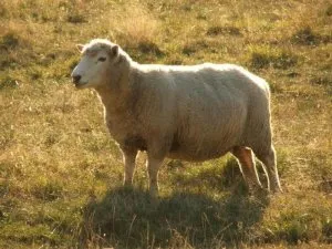 беременная овца