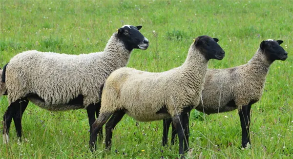 экстерьер романовской овцы