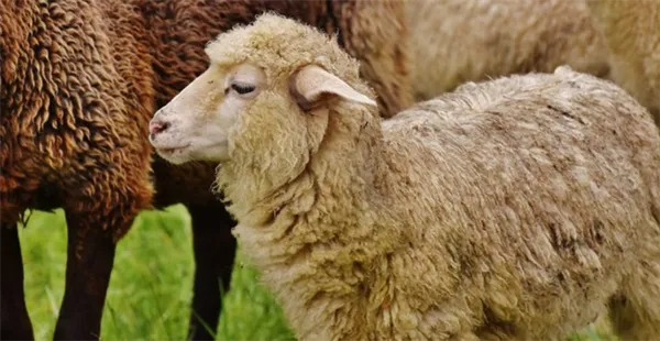сколько лет в среднем живут овцы в домашних условиях и в дикой природе. сколько лет живут бараны. 2