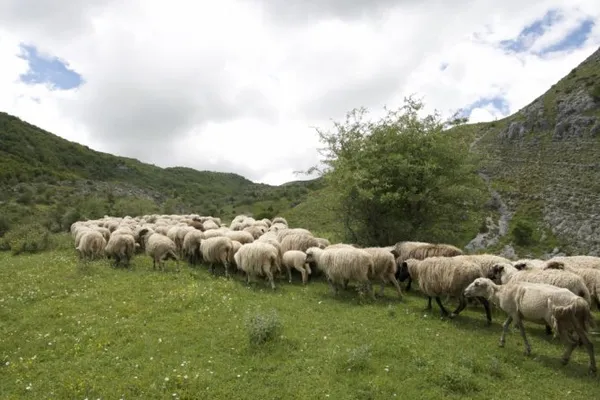 сколько лет в среднем живут овцы в домашних условиях и в дикой природе. сколько лет живут бараны. 3