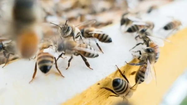 способы самостоятельного уничтожения пчел. чего боятся пчелы как от них избавиться. 2