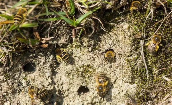 земляные пчелы