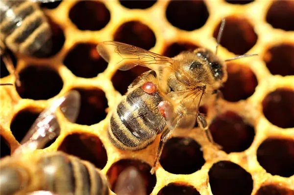 как и зачем обрабатывать пчел щавелевой кислотой?