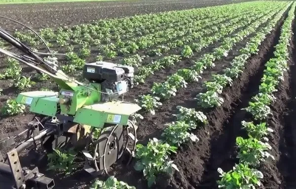 окучивание картофеля мотоблоком: агротехническое обоснование и нюансы процесса. как окучивать картошку мотоблоком. 4