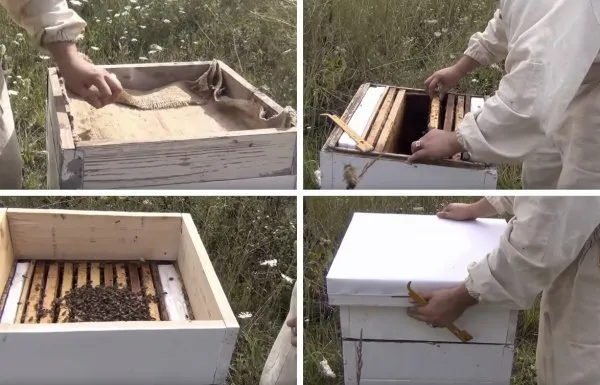 как сделать отводок пчел самым простым способом самому: способы формирования пчелиных отводков весной. как сделать отводок пчел самым простым способом. 6