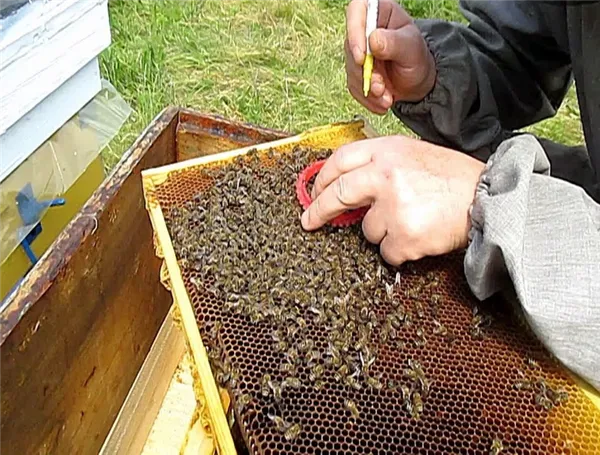 как сделать отводок пчел самым простым способом самому: способы формирования пчелиных отводков весной. как сделать отводок пчел самым простым способом. 2