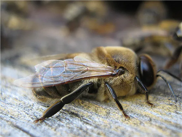 как сделать отводок пчел самым простым способом самому: способы формирования пчелиных отводков весной. как сделать отводок пчел самым простым способом. 3