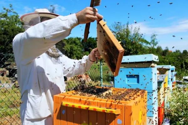 как сделать отводок пчел самым простым способом самому: способы формирования пчелиных отводков весной. как сделать отводок пчел самым простым способом. 5