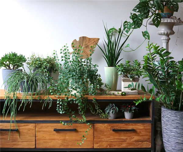 создать прохладу в комнате могут и комнатные растения, они хорошо очищают воздух. кроме того, растения сейчас очень востребованы в интерьерах