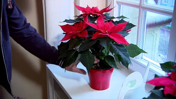 пуансеттия — уход за рождественской звездой в домашних условиях. рождественская звезда цветок уход в домашних условиях. 6