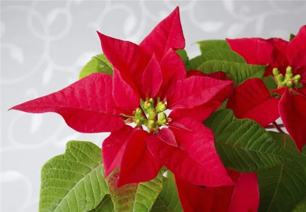 пуансеттия — уход за рождественской звездой в домашних условиях. рождественская звезда цветок уход в домашних условиях. 4