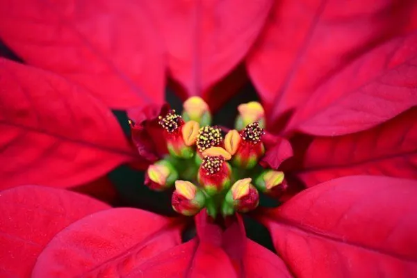 пуансеттия — уход за рождественской звездой в домашних условиях. рождественская звезда цветок уход в домашних условиях. 7