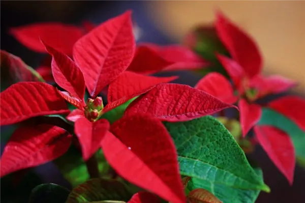 пуансеттия — уход за рождественской звездой в домашних условиях. рождественская звезда цветок уход в домашних условиях. 2