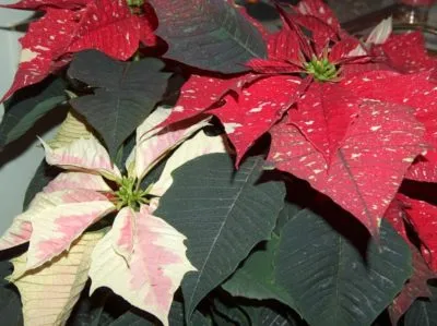 пуансеттия — уход за рождественской звездой в домашних условиях. рождественская звезда цветок уход в домашних условиях. 9