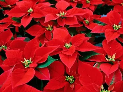 пуансеттия — уход за рождественской звездой в домашних условиях. рождественская звезда цветок уход в домашних условиях. 8