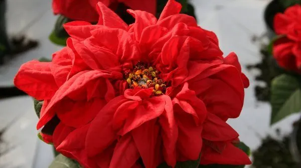 winter rose red