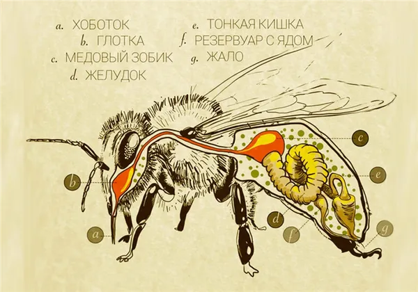 внутреннее строение пчелы
