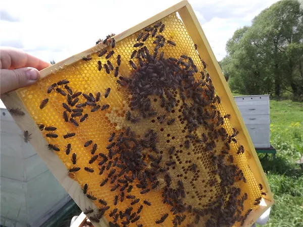 сбор мёда на своей пасеки 