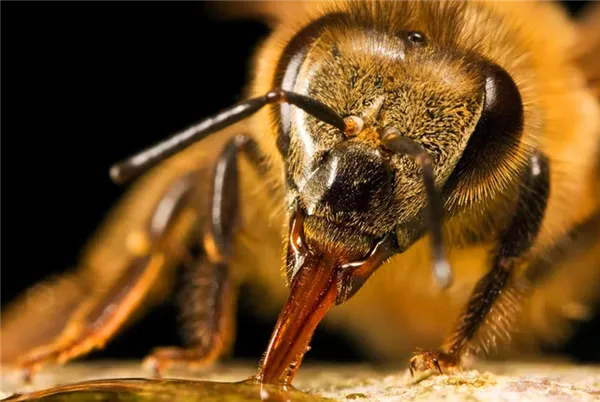 пчела ест нектар