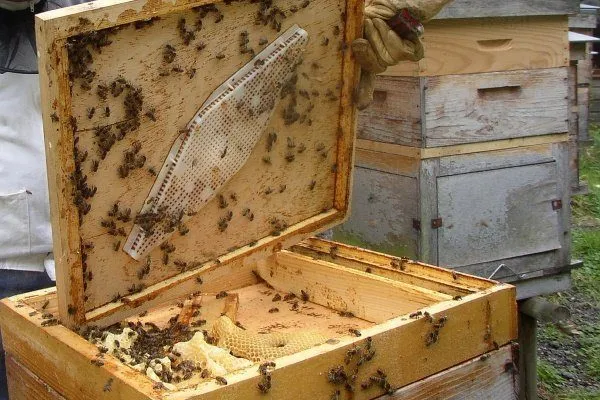 пчёлы в улике 