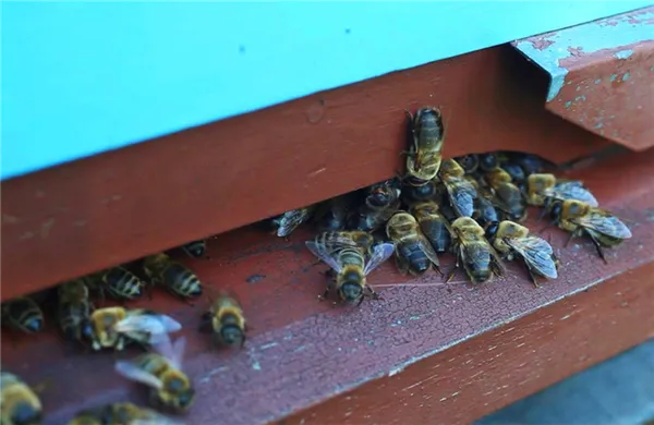 пчелы выгоняют трутней из улья