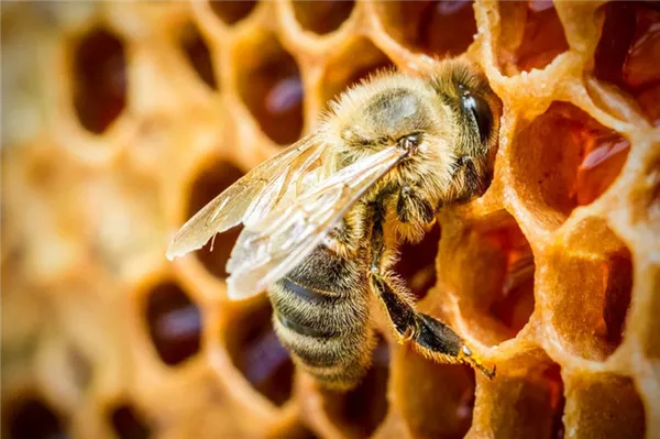 пчела делает мед