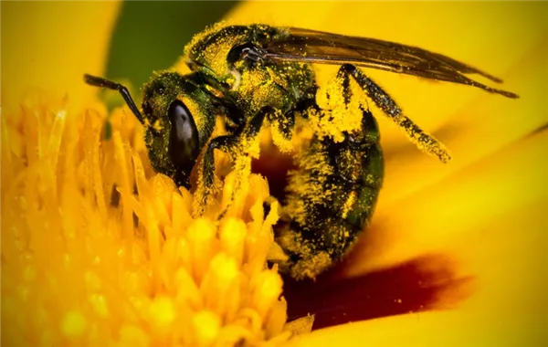 пчела в пыльце
