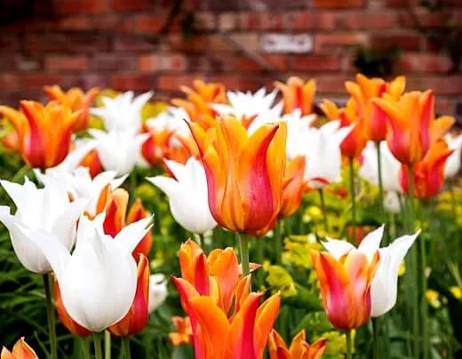 Белые и оранжевые цветы