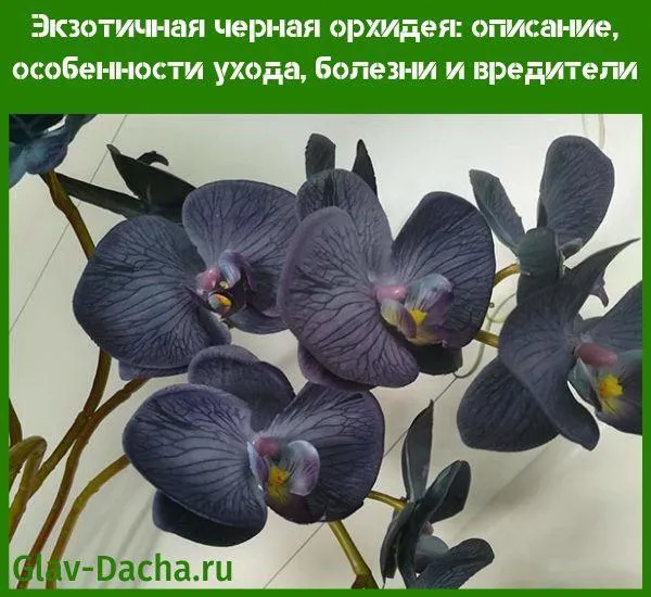 экзотичная черная орхидея: описание, особенности ухода, болезни и вредители. черная орхидея цветок фото. 3