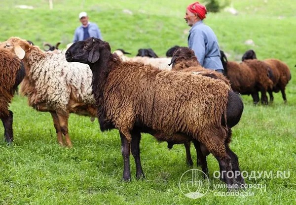 гиссарские овцы. гиссарская порода овец характеристика. 8