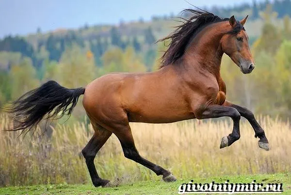 гнедая лошадь. описание, виды, уход и цена гнедой лошади. гнедая лошадь это какой цвет. 18