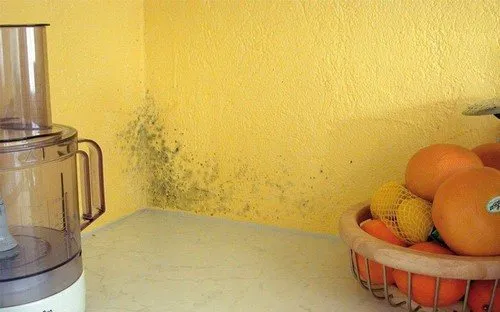 плесень на стенах квартиры и медный купорос как эффективное противогрибковое средство. медный купорос от грибка на стенах. 8