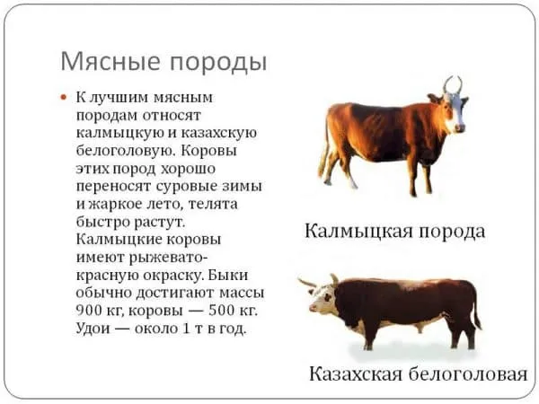 казахская порода коров – характеристика белоголовой крс и отзывы. казахская белоголовая порода коров. 9
