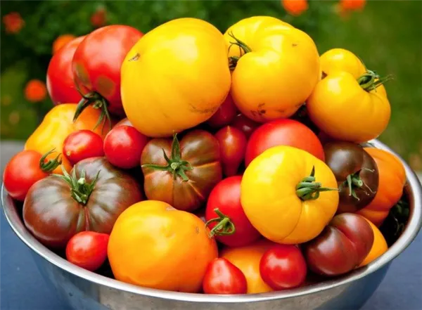 низкорослые томаты – лучшие сорта помидор для открытого грунта. сорта помидоров для открытого грунта. 9