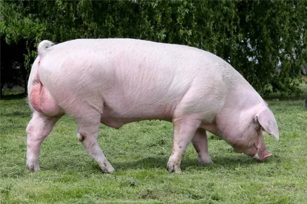 свиньи ландрас. ландрас порода свиней характеристика. 12