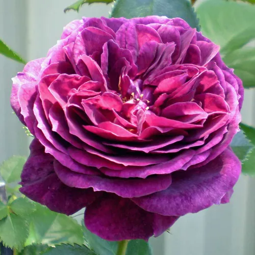 отзыв: роза сорта «ebb tide» — одна из самых «синих» роз. роза эбб тайд фото и описание отзывы. 18